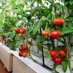 Хворіти не будуть, і вродять на максимум: що варто перестати робити з томатами, щоб врожай став кращим