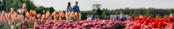 Коли стартує фестиваль тюльпанів у «Волинській Голландії»: назвали орієнтовні дати