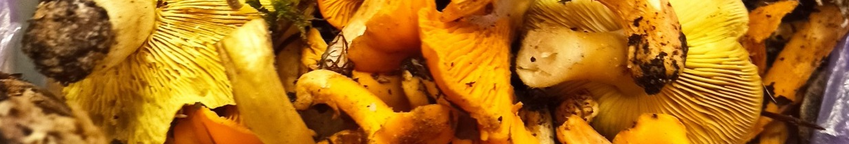 На Волині в грудні знайшли лисички: місцева жителька здивувала грибним уловом