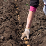 У які дні березня 2026 садити картоплю: найкращі дні за місячним календарем для гарного врожаю