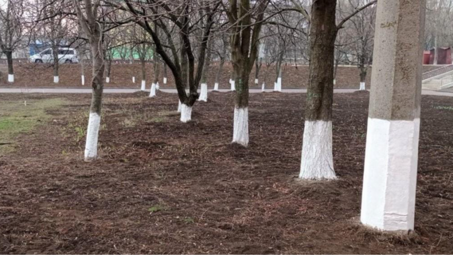 побілка дерев навесні