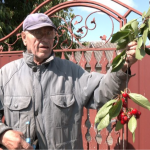 Від саду - до прилавка: як вирощують і продають черешню на Волині