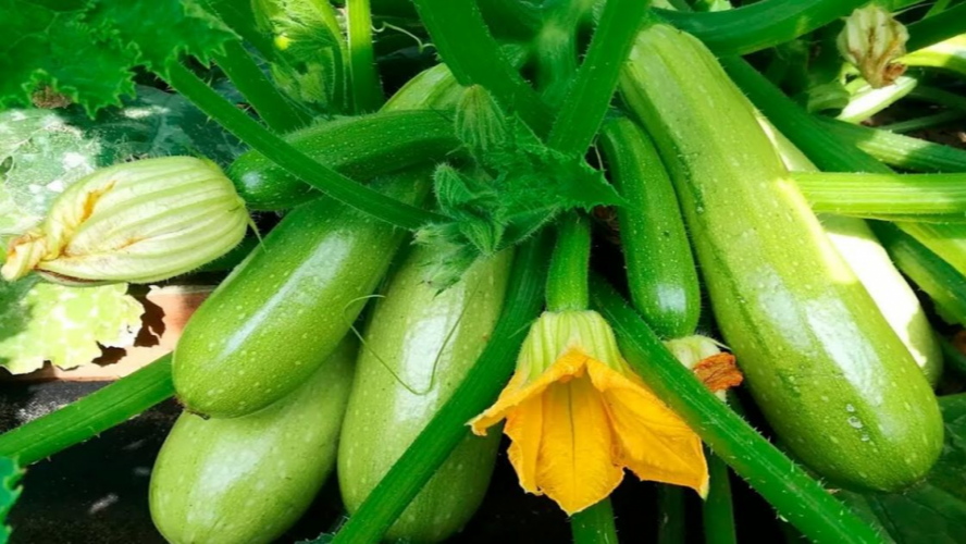 Вирощування кабачків