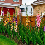 Гладіолуси зацвітуть як ніколи: коли садити навесні 2026 року