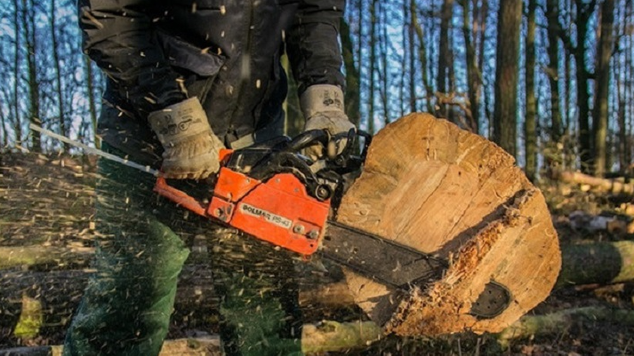 Незаконно зрізав шість вільх: на Волині чоловіка оштрафували на 17 тисяч гривень