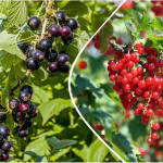 Коли восени садити малину, смородину та аґрус, щоб отримати щедрий урожай