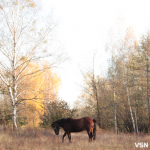 Якою буде погода на Волині та у Луцьку на вихідні 15 та 16 листопада