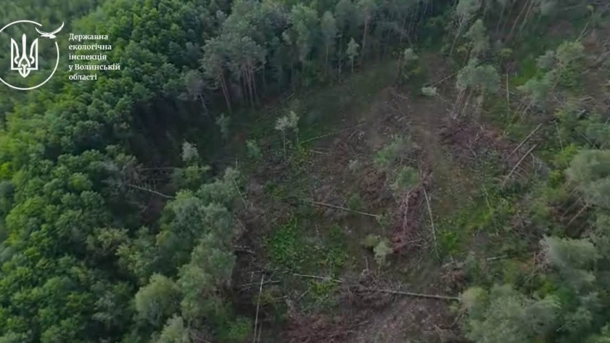 На Волині незаконно вирубали майже 200 дерев: збитки перевищили 2,6 млн гривень