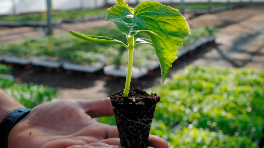 три способи знезаразити ґрунт перед посадкою