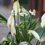 Догляд за спатифілумом