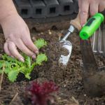 Чи можна садити город під час Страсного тижня - який день найсуворіший