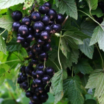 Чим найкраще підгодувати смородину навесні