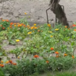 У Луцьку з 8-го поверху випала жінка: що відомо про трагедію