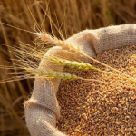 Скільки коштує ячмінь та пшениця до посівної на Волині: огляд цін