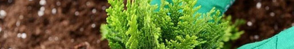 Як виростити тую з гілочки восени - покрокова інструкція