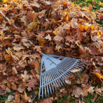 що треба зробити у саду та на городі до свят