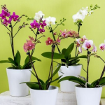 Поливайте цим орхідеї 2 рази на місяць — і вазон квітнутиме цілий рік: секретне підживлення, про яке ви не знали