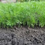 Як швидко проростити кріп: секрети замочування насіння у горілці