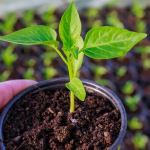 Коли садити перець на розсаду у лютому 2026 року: найкращі та заборонені дати за фазами Місяця