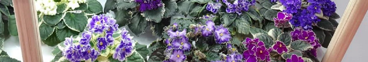 Просте підживлення з кухні, яке змушує фіалки цвісти без зупину