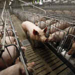 На Волині збудують свинокомплекс на 10 тисяч голів