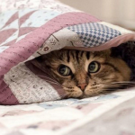 прогноз погоди в україні, заморозки