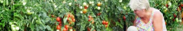 Що можна садити поряд з помідорами?