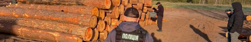 На Волині підприємець і посадовці лісництв організували незаконну порубку сосен на 15 мільйонів гривень