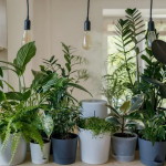 Які вазони приносять невдачі і самотність: ці рослини краще не тримати вдома