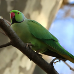 папуги Крамера, Україна