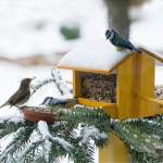 Сад і город узимку не сплять: що обов’язково варто зробити в січні