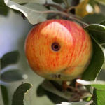 Сад без черв’яків: що справді працює проти яблуневої плодожерки