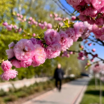У місті на Волині розквітли сакури та мигдаль. Фото