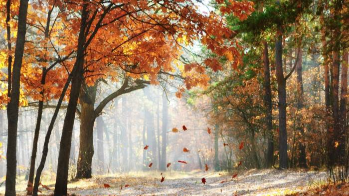 Якою буде погода в останній місяць осені