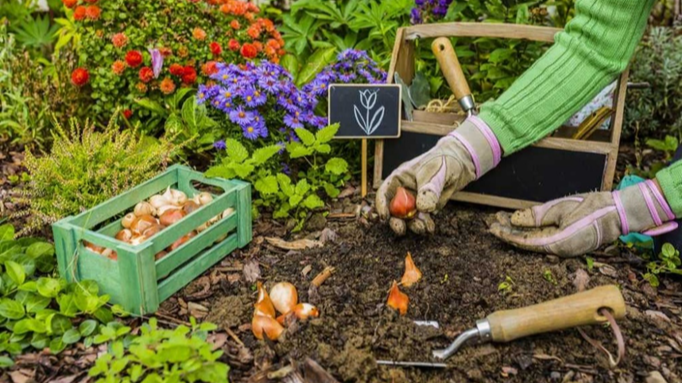 Місячний посівний календар на кінець квітня 2026 року: що обов'язково треба посадити після свят