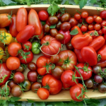 Найврожайніші сорти помідорів на розсаду: врожай будете збирати відрами