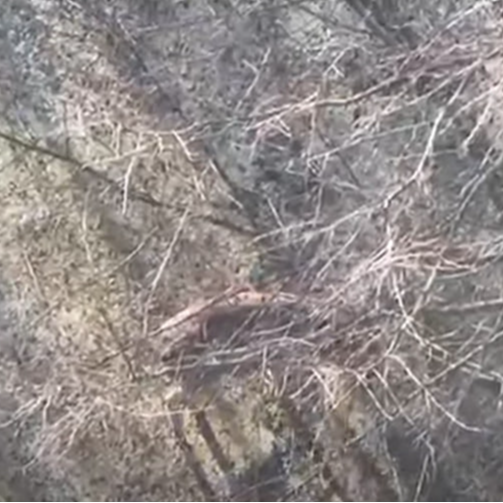 На Волині у вольєрі незаконно утримували оленів