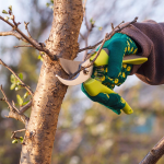 обрізка плодових дерев