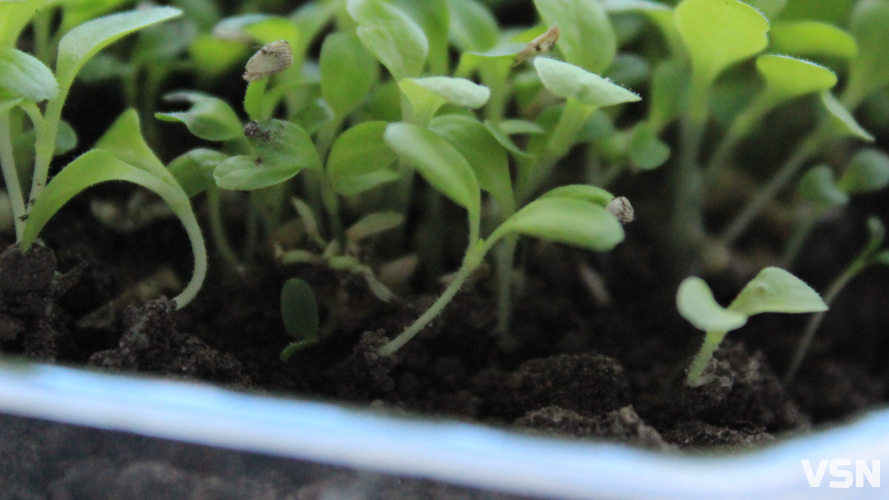 Світло, температура та загартовування: як виростити міцну розсаду на Волині
