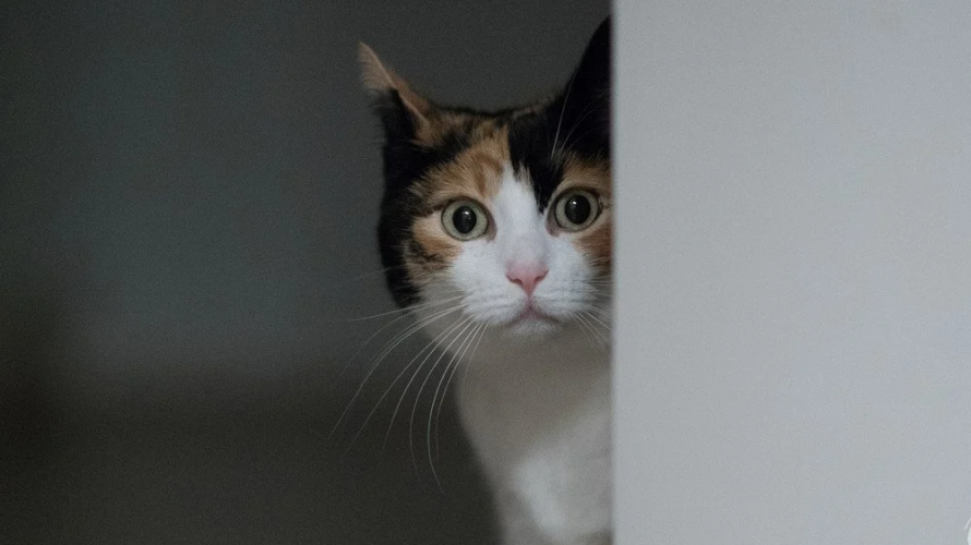 Чи потрібно закривати за собою двері: чому кішка ходить за вами в туалет