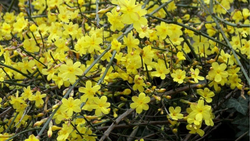 квіти для зимового саду