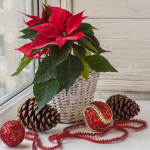 Пуансетія або молочай-різдвяник: як змусити квітнути символ Різдва