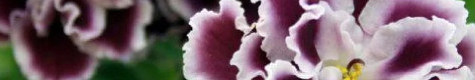 Секрет пишного цвітіння фіалок: бюджетне підживлення, яке творить дива