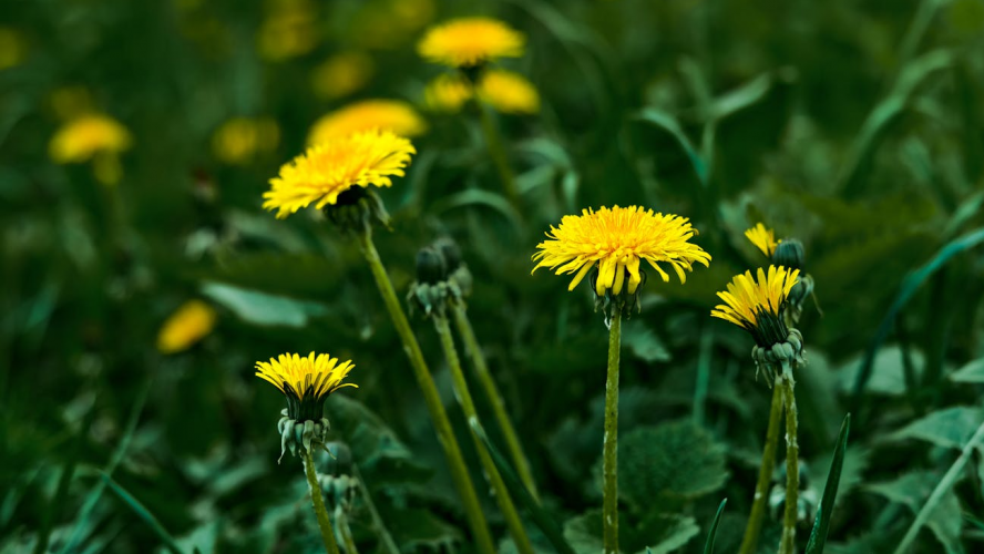 Як перетворити кульбаби на супердобриво для рослин