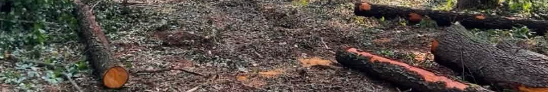 На Волині викрили масштабну незаконну вирубку лісу на понад 5,2 млн гривень