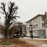 У центрі Луцька стартувала планова обрізка крон дерев