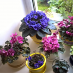 Фіалки не цвітуть: копійчані засоби змусять вазон знову вкритись квітами