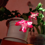 Як змусити різдвяник цвісти: поклала один фрукт – і він «викинув» бутони