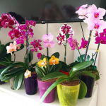 Лише ложка цього добрива - і орхідея випустить багато нових квітконосів: перевірений спосіб