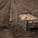 Щоб не рано і не пізно: точні дати, коли садити картоплю у 2026 році